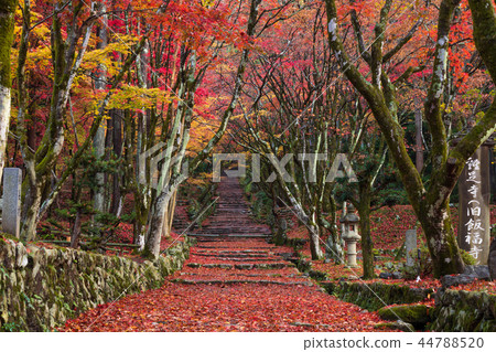 Chicken foot temple Autumn leaves Chicken foot temple Autumn leaves 44788520