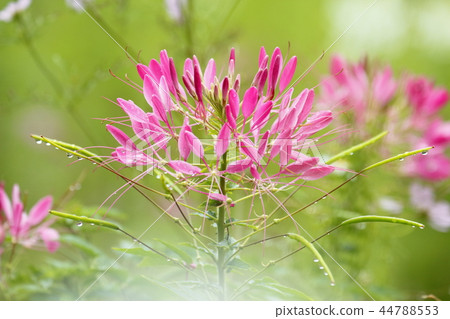 黑蝴蝶 黑蝴蝶 44788553