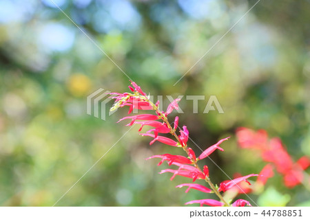 丹參優雅的花朵 丹參優雅的花朵 44788851