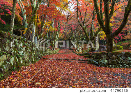 Chicken foot temple Autumn leaves 44790386