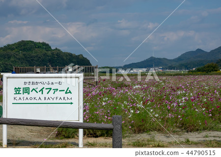 路站“Sasaoka Bay Farm”-Cosmos- 路站“Sasaoka Bay Farm”-Cosmos- 44790515
