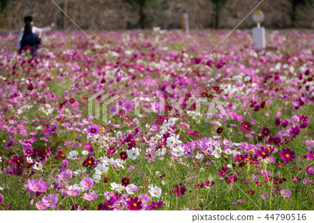 路站“Sasaoka Bay Farm”-Cosmos- 路站“Sasaoka Bay Farm”-Cosmos- 44790516