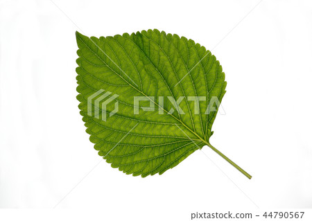 Sesame leaf Sesame leaf 44790567