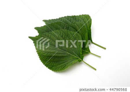 Sesame leaf Sesame leaf 44790568