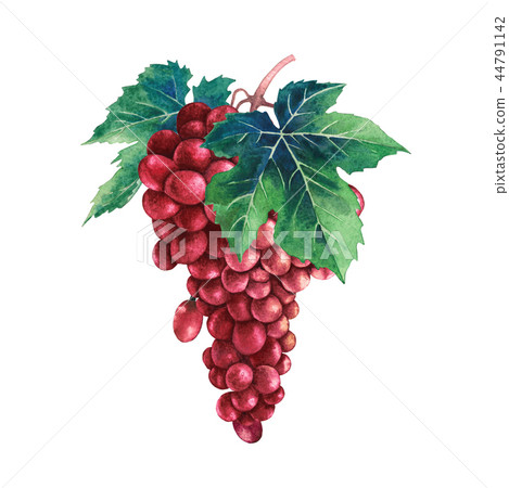 Watercolor bunch of red grapes decorated with leaves 44791142