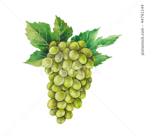 Watercolor bunch of white grapes decorated with leaves 44791144