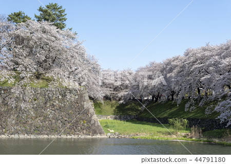 Nagoya castle and cherry blossoms in full bloom 44791180
