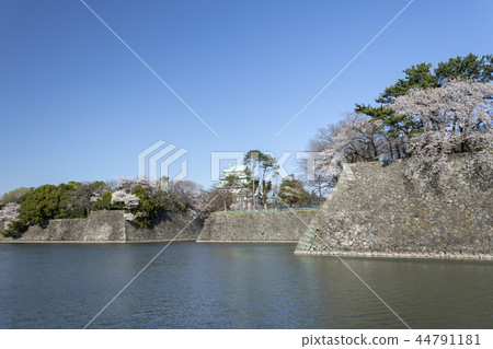 Nagoya castle and cherry blossoms in full bloom 44791181