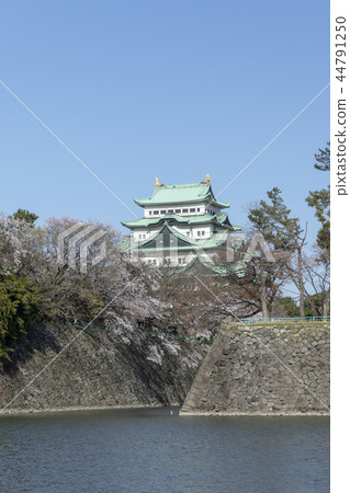Nagoya castle and cherry blossoms in full bloom 44791250