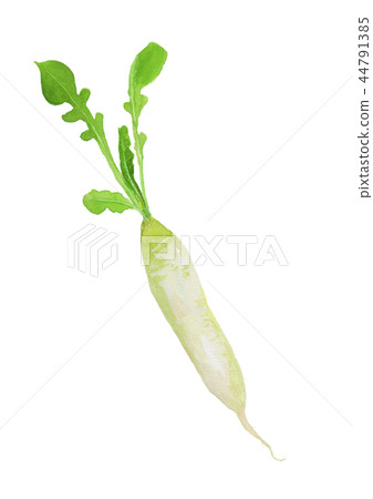 Raphanus sativus var.Longipinnatus蘿蔔suzuro 44791385