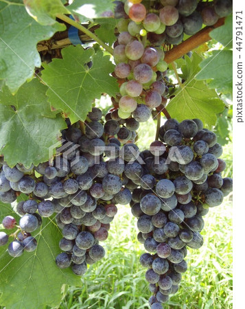葡萄酒赤霞珠葡萄酒 44791471