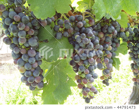 葡萄酒赤霞珠葡萄酒 葡萄酒赤霞珠葡萄酒 44791473