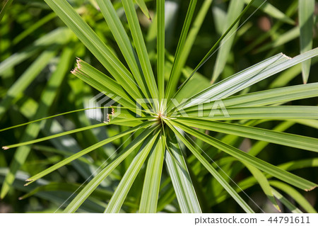 Green Small Leaf of Papyrus tree. Green Small Leaf of Papyrus tree. 44791611