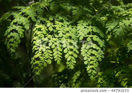 Horse radish tree Horse radish tree 44791633