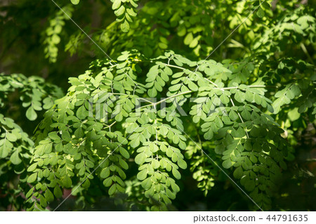 Horse radish tree Horse radish tree 44791635