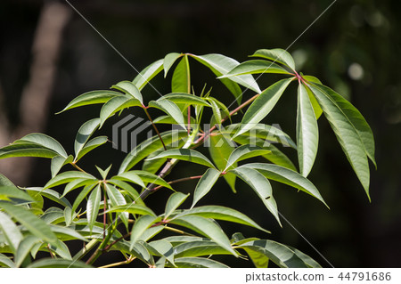 Yong leaf of Blackboard Tree 44791686