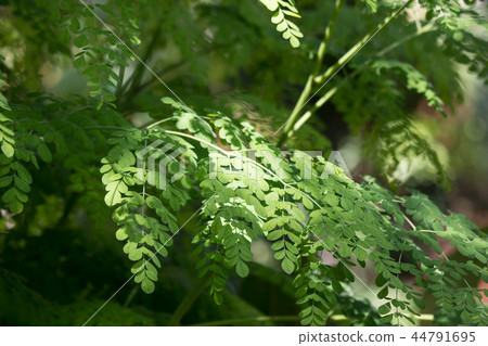 Horse radish tree Horse radish tree 44791695