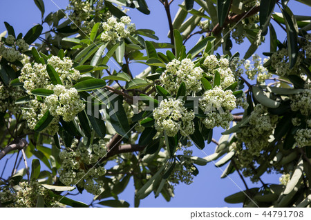 Green Flower of Blackboard Tree Green Flower of Blackboard Tree 44791708