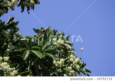 Green Flower of Blackboard Tree Green Flower of Blackboard Tree 44791714