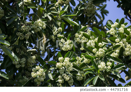 Green Flower of Blackboard Tree 44791716