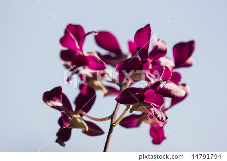 Dark Pink orchids flower Dark Pink orchids flower 44791794
