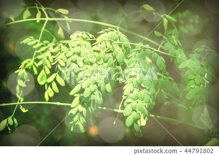 Vintage filter Horse radish tree Vintage filter Horse radish tree 44791802