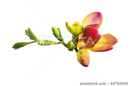 Fresh red freesia flower and buds 44792040