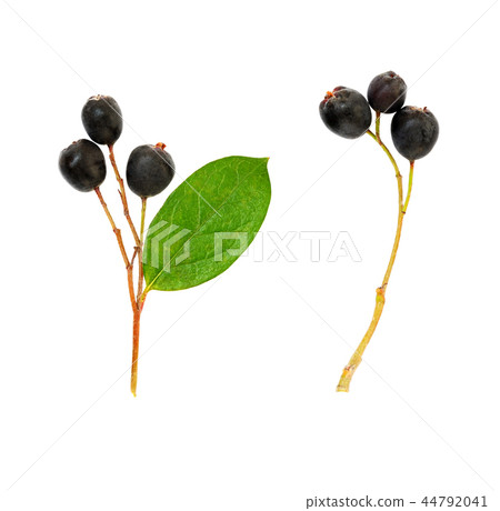 Set of black autumn berries 44792041
