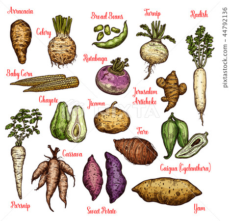 Exotic vegetables, beans and tubers sketches Exotic vegetables, beans and tubers sketches 44792136