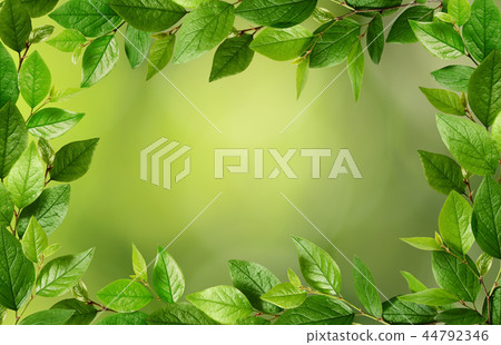 Twigs with fresh green leaves in a frame 44792346