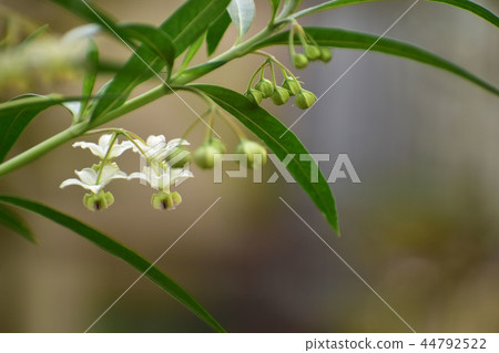 Fuchsia towata flowers Fuchsia towata flowers 44792522