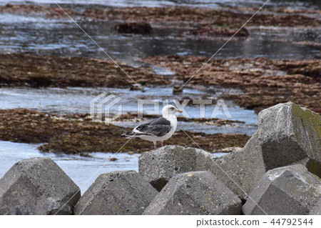 Seagull standing in a tetra pot Seagull standing in a tetra pot 44792544