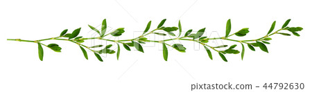Arrangement with fresh leaves isolated on white 44792630
