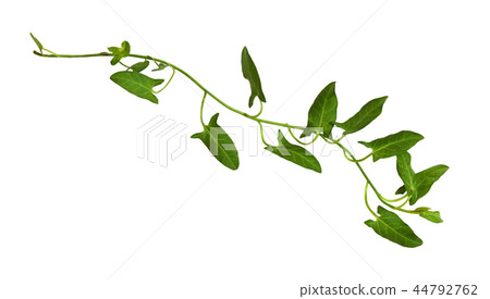 Sprig of fresh bindweed with green leaves Sprig of fresh bindweed with green leaves 44792762