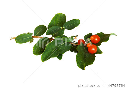 Twig with green leaves and orange berries 44792764