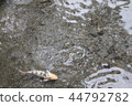 池塘的鯉魚 44792782