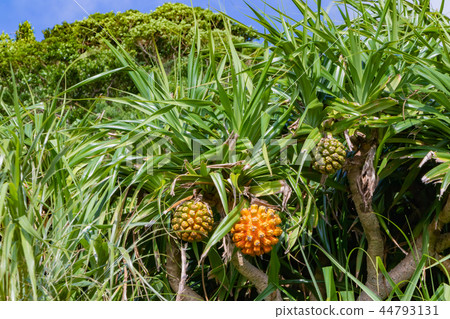 Okinawa Ishigakijima Adan Tree 44793131