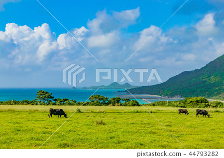 Okinawa Ishigakijima Black cattle grazing 44793282