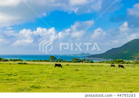 Okinawa Ishigakijima Black cattle grazing Okinawa Ishigakijima Black cattle grazing 44793283