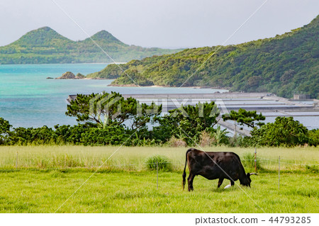 Okinawa Ishigakijima Black cattle grazing Okinawa Ishigakijima Black cattle grazing 44793285