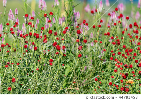 Red thunbert flower 44793458