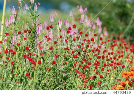 Red thunbert flower 44793459