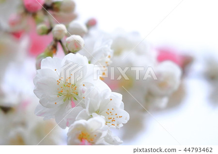 Flower peach 44793462