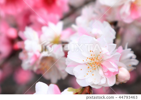 Flower peach 44793463