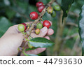Coffee berries bean on coffee tree with hand 44793630