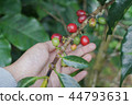 Coffee berries bean on coffee tree with hand 44793631