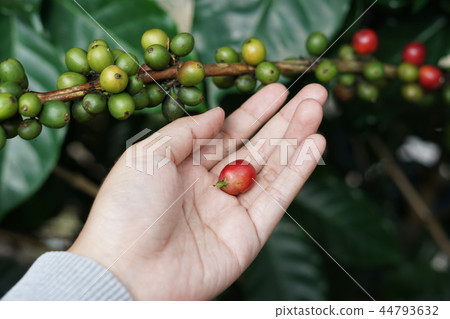 Coffee berries bean on coffee tree with hand Coffee berries bean on coffee tree with hand 44793632