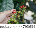 Coffee berries bean on coffee tree with hand 44793634