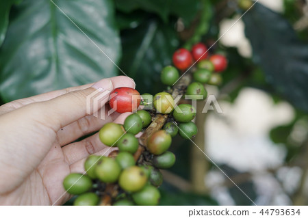Coffee berries bean on coffee tree with hand Coffee berries bean on coffee tree with hand 44793634