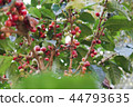 Coffee berries bean on coffee tree 44793635
